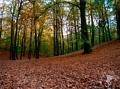 Herbstwald